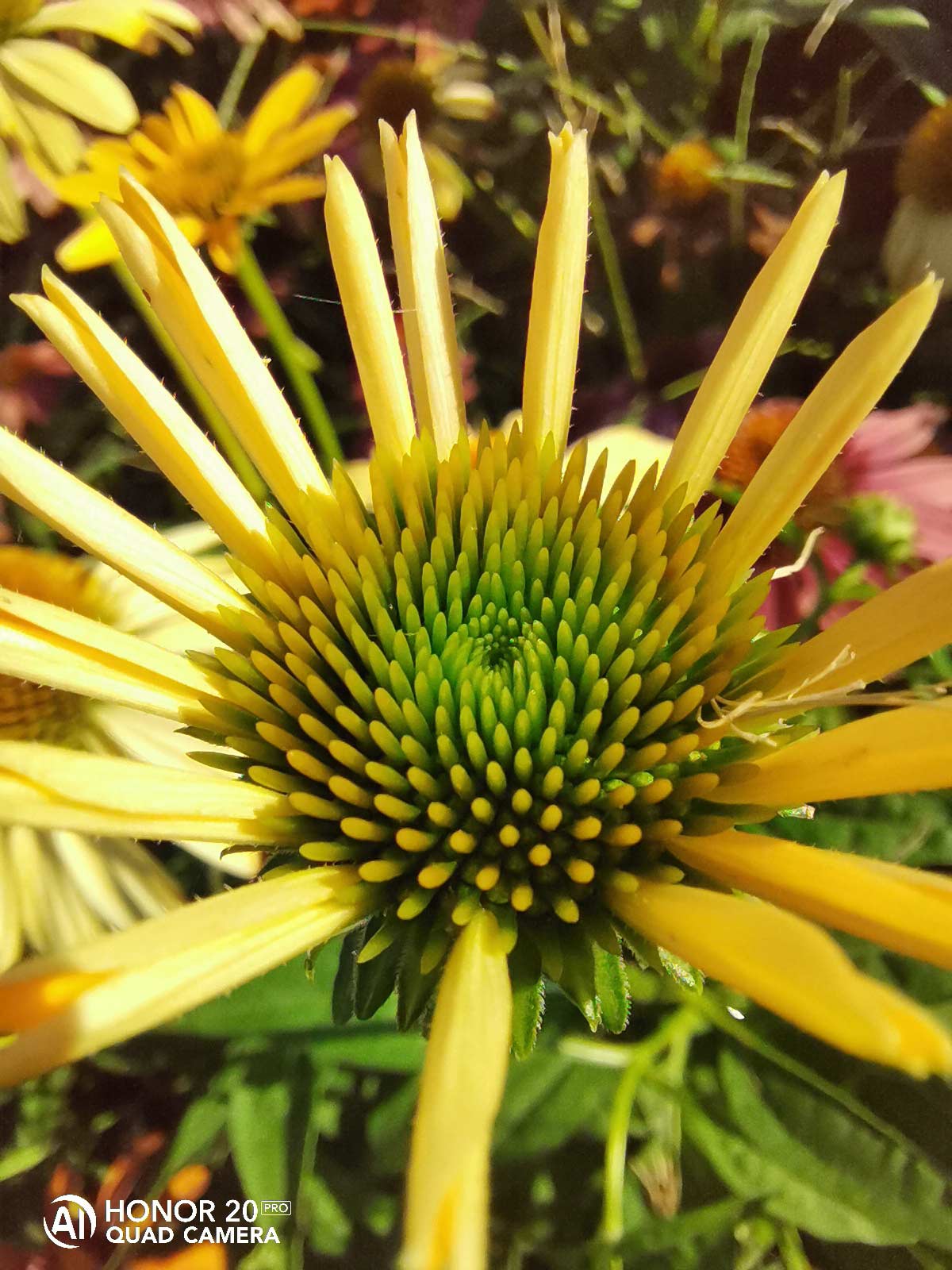 荣耀20 PRO超广角带你看更广阔的世界 