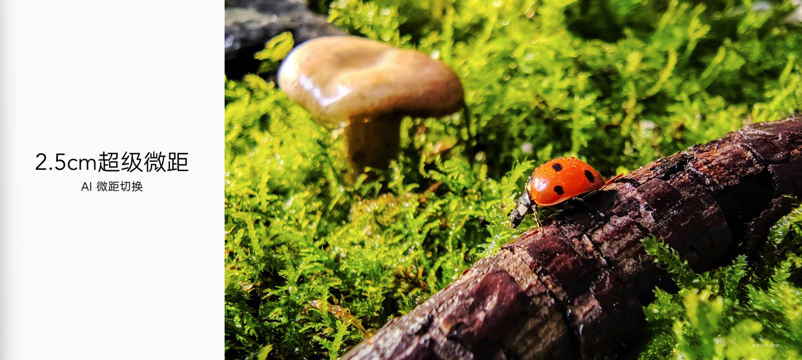 传承经典光影美学,荣耀70系列致力再造颜值天花板:美,焦点在我