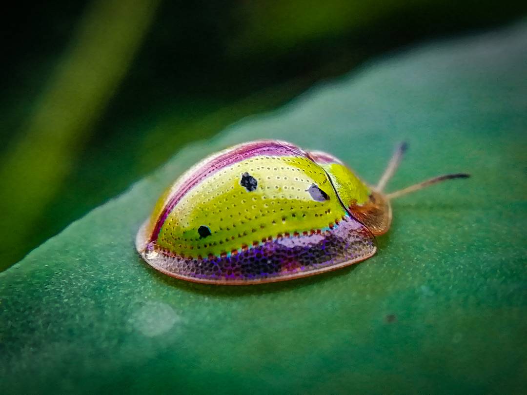 印度粉丝 Samudra 用荣耀手机拍摄