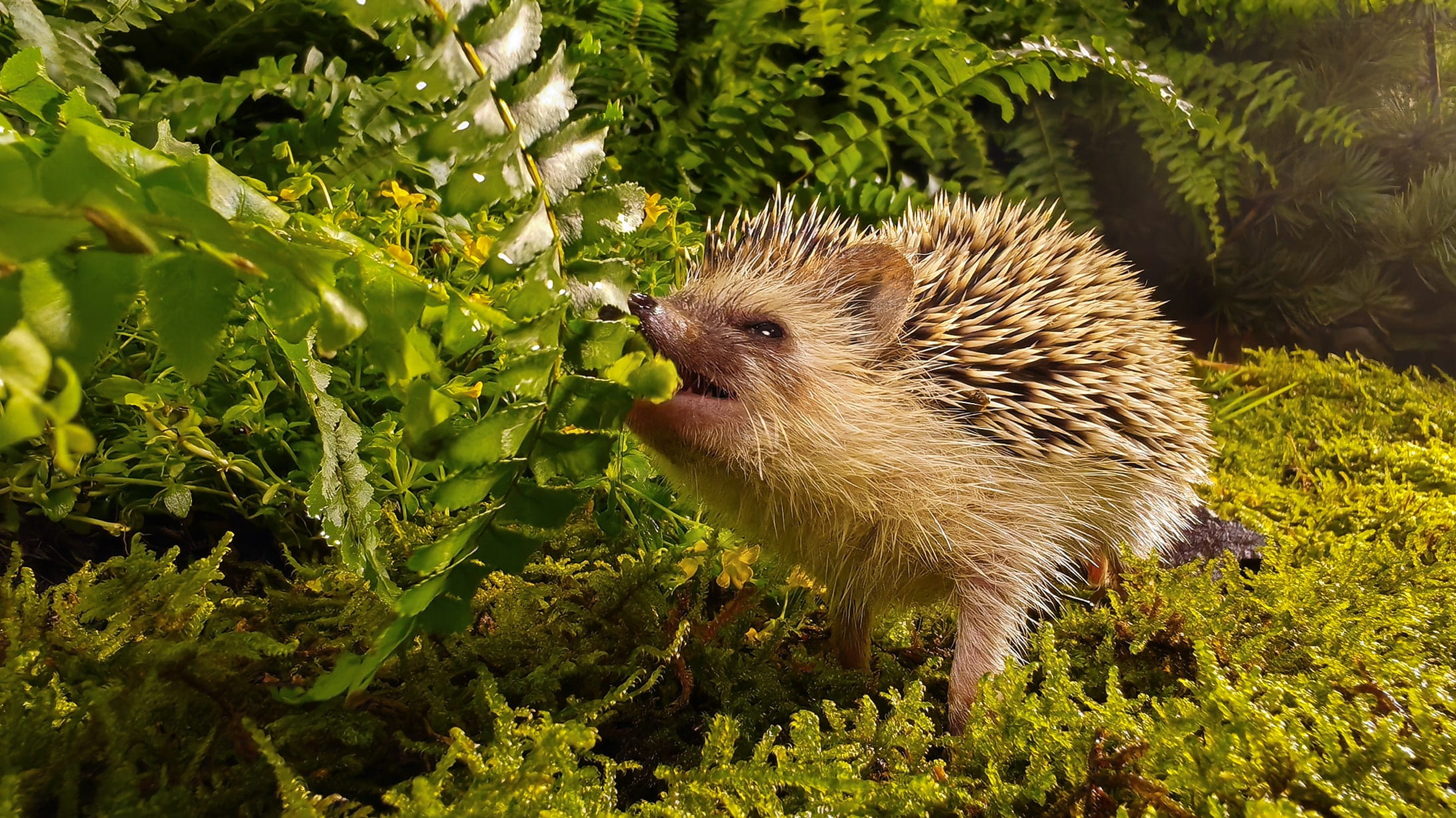 荣耀90微距拍照