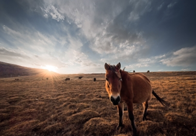 Photographies récompensées lors des précédents HONOR MAGIC MOMENTS 