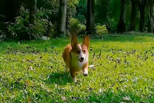 Съемка  видеоблога  о собаках