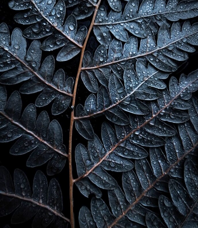 Объявление номинантов