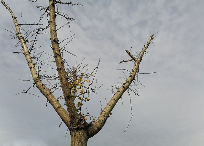 Ako na fotky v zlom počasí s HONOR 9X?