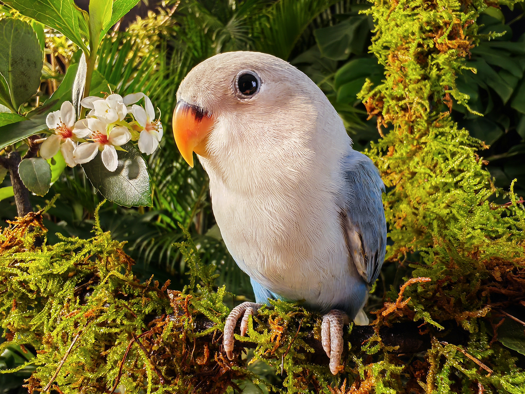 HONOR 90 Capture the Small Fun with Macro